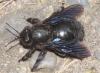 Xylocopa valga